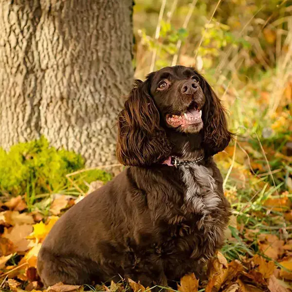 Cocker spaniel in autumn leaves